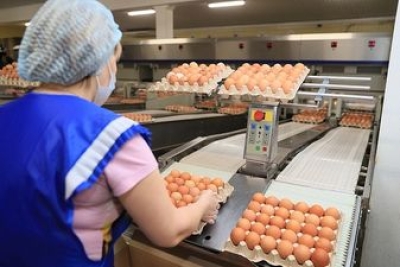 В Волгоградской области растет производство яйца