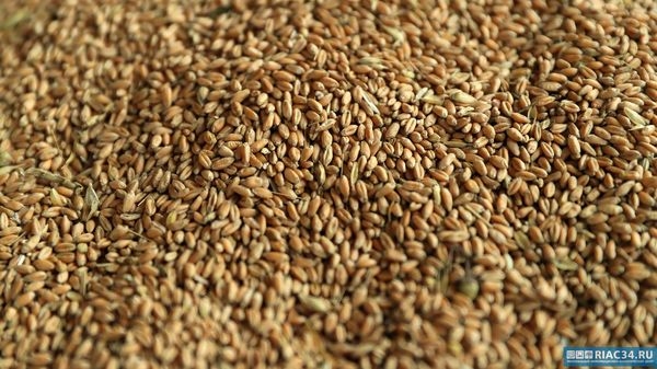 Россельхознадзор выявил более 460 деклараций на зерно от фантомных лабораторий