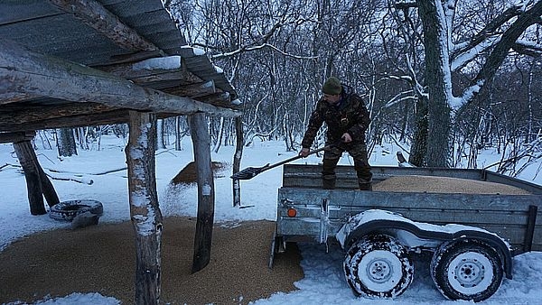 В зимний период в Волгоградской области организована подкормка диких животных