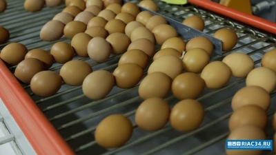 787,8 млн штук яиц произведено в Волгоградской области за неполный год