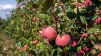 Более 91 тысячи тонн плодов и ягод собрали аграрии Волгоградской области